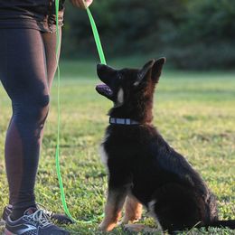 German Shepherd and Golden Retriever Puppies from Dream Dogs