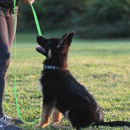German Shepherd and Golden Retriever Puppies from Dream Dogs