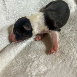 Xavier - Black tri-color male Australian Shepherd puppy in Saint Maries, Idaho from North Idaho Aussies