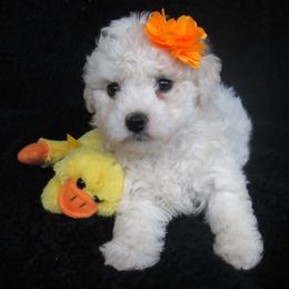 Bichon Frise Puppies from Kerley's Kuties