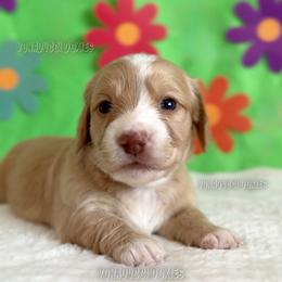 Velma - Piebald female Dachshund puppy in Chandler, Arizona from Vonaducci Doxies, LLC.