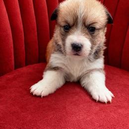 Jamie - White and red male Pembroke Welsh Corgi puppy in Ramona, Oklahoma from Eden Farms Corgis