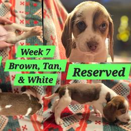 Shiloh-Green-Male - Brown white and tan male Beagle puppy in Bemidji, Minnesota from Nse Farms Beagles