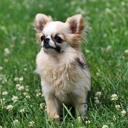 Precious - Chihuahua