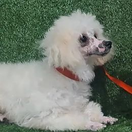 Maltese, Maltipoos, Morkies, Poodles, and Yorkshire Terriers from KnJ Precious Paws LLC