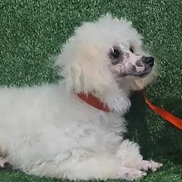 Maltese, Maltipoos, Morkies, Poodles, and Yorkshire Terriers from KnJ Precious Paws LLC