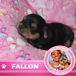 FALLON - Blue and gold female Yorkshire Terrier puppy in Eastpointe, Michigan from TLC Kennels TenderLittleCuties