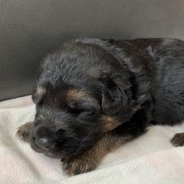 "Pink girl" German Shepherd Puppies from R.J German Shepherds