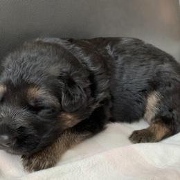 "Pink girl" German Shepherd Puppies from R.J German Shepherds