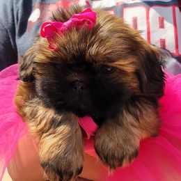 Shih Tzu Puppies from Socal Mother Of Shih Tzus