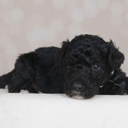 Zero - Black male Goldendoodle puppy in Guthrie, Oklahoma from Edmond Doodles, LLC