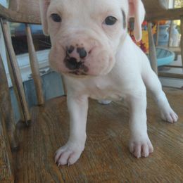 Boxer Puppies from Appelachia Boxers