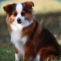 Miniature Australian Shepherds and Toy Australian Shepherds from Double M Toy and Mini Aussies