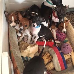 Basenji and Italian Greyhound Puppies from Khani's Basenjis and Italian Greyhounds