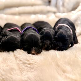 Cocker Spaniel puppies from Priceless Pups