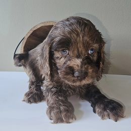 Cockapoo Puppies from Joanna Abruscato