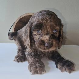 Cockapoo Puppies from Joanna Abruscato