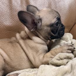 Luna - Fawn female French Bulldog puppy in Salem, Illinois from Itsabulldogthing