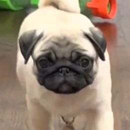 Pug Puppies from Pickwick Pugs