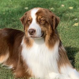 Clifford - Australian Shepherd