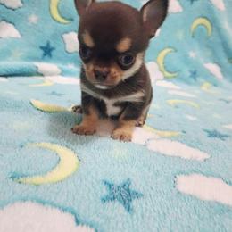 Boy 2 - Chocolate and tan male Chihuahua puppy in Richmond, Virginia from Breens