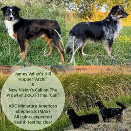 Miniature American Shepherd puppies from Sugartop Minis