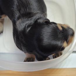 Dachshund Puppies from CLARK'S BREEDING PROGRAM