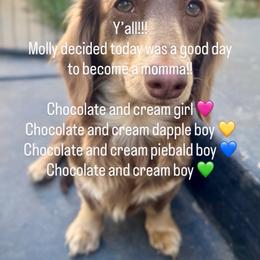 Chocolate and cream female - Chocolate and cream female Dachshund puppy in Cherry Valley, California from Sugar and Spice Dachshunds
