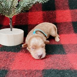 Goldendoodle and Poodle Puppies from Desert Born Kennel