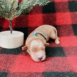 Goldendoodle and Poodle Puppies from Desert Born Kennel