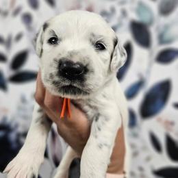 Poalroid- Long Coat - White and black male Dalmatian puppy in Gray, Georgia from Fuller Spots