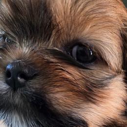 Lhasa Apsos from Pawjama Kennel