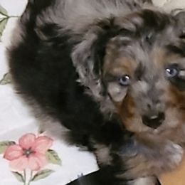 Aussiedoodles and Australian Shepherds from CheckMark Aussies