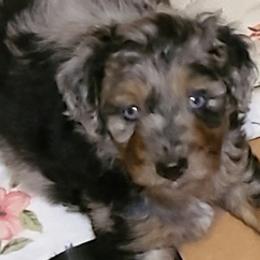 Aussiedoodles and Australian Shepherds from CheckMark Aussies
