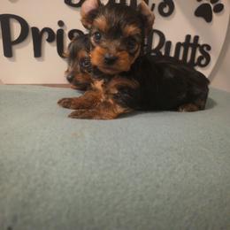 Gabby - Black and tan female Yorkshire Terrier puppy in Clermont, Florida from Bella's Prissy Butts