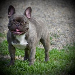 Fable - French Bulldog