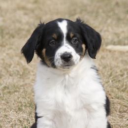 Barkley - Black tri male Miniature Australian Shepherd puppy in Fairview, South Dakota from Dakota Toy Aussies