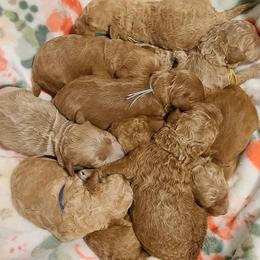 Cavapoos and Goldendoodles from Hearts Full of Puppies