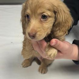Boy 2 - Dapple male Dachshund puppy in Snow Camp, North Carolina from V's Southern Angels