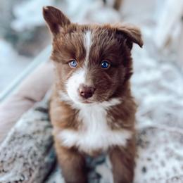 Rigatoni - Chocolate male Pomsky puppy in Cleveland, Ohio from Lake Point Pomskies