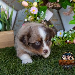 Blazing - Red merle male Toy Australian Shepherd puppy in Granbury, Texas from Best Little Aussies