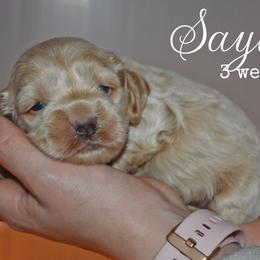 Saylor - Cream male Cockapoo puppy in Myerstown, Pennsylvania from The Cocker Cingdom