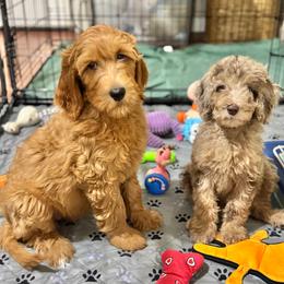 Poppy- Red - Red  female Goldendoodle puppy in Bay City, Texas from Charming Doods