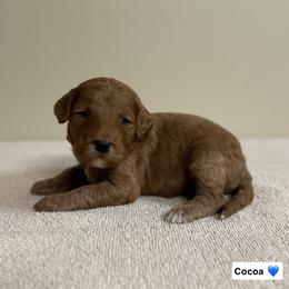 Cocoa - Red  male Goldendoodle puppy in Crothersville, Indiana from Wischmeier’s Doodles