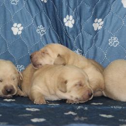 Boy 4 - Yellow male Labrador Retriever puppy in Four Oaks, North Carolina from TLC Retrievers