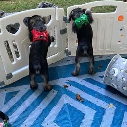 Standard Schnauzer Puppies from Songbird Standard Schnauzers