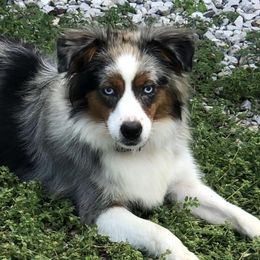 Miniature Australian Shepherds and Toy Australian Shepherds from Janel's Mini & Toy Aussies