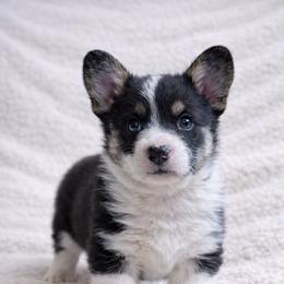 AKC - Quad Clear Tri Colored - Boy 2 - Black and white male Cardigan Welsh Corgi puppy in Tombstone, Arizona from WeVolution Off-Grid