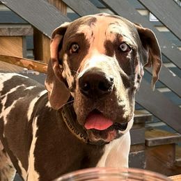 Great Danes from Diamond Danes of Atlanta