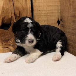 Girl 3 - Black and white female Aussiedoodle puppy in Lavonia, Georgia from H & A Kennels